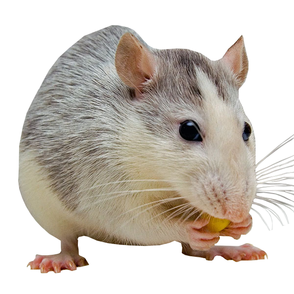Muis