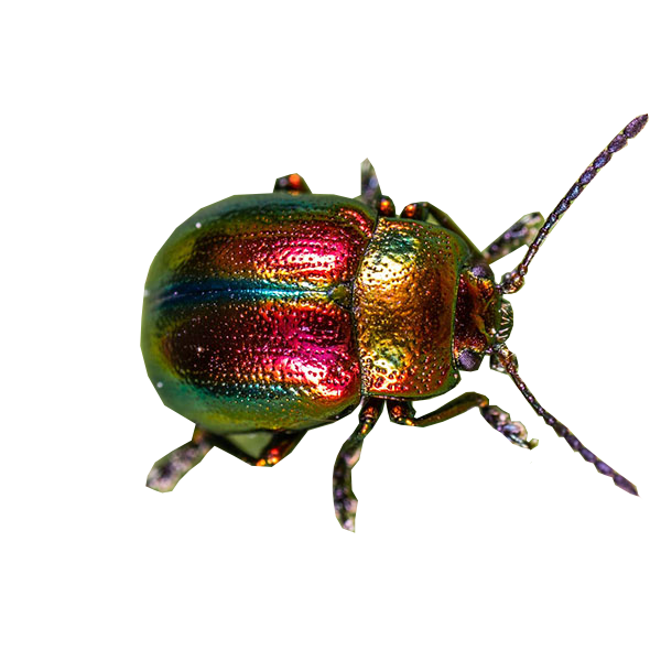 beet