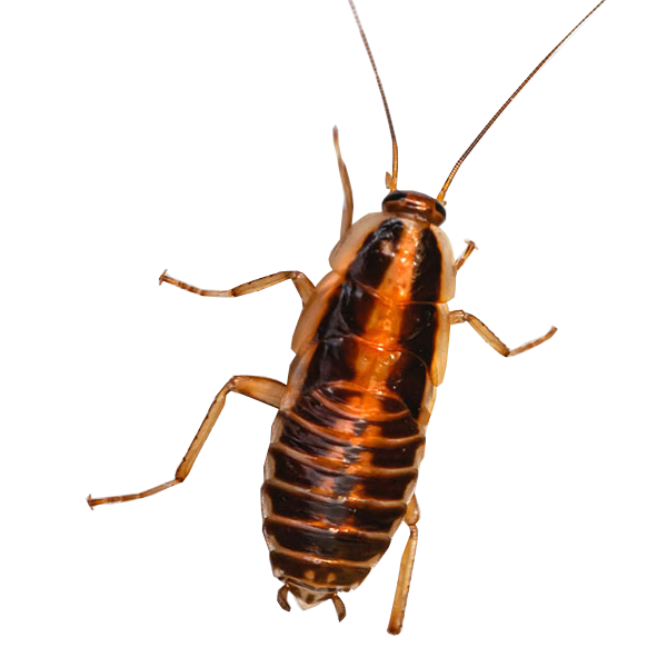 cockroach