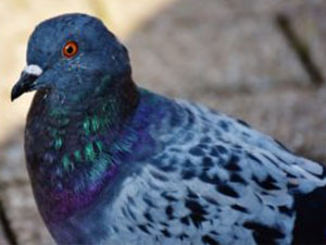 pgeon