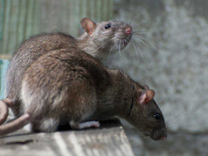 ratplsn